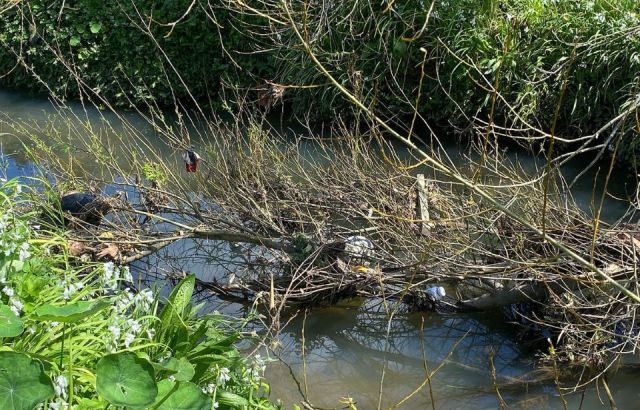 Bin removals spark increase in Auckland litter complaints