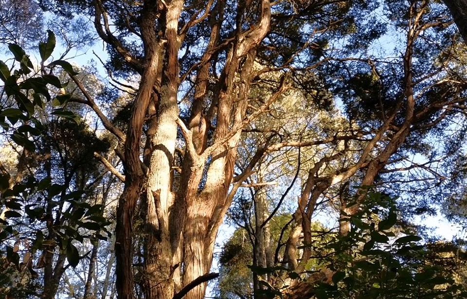 Fears northern pathway will damage precious native bush