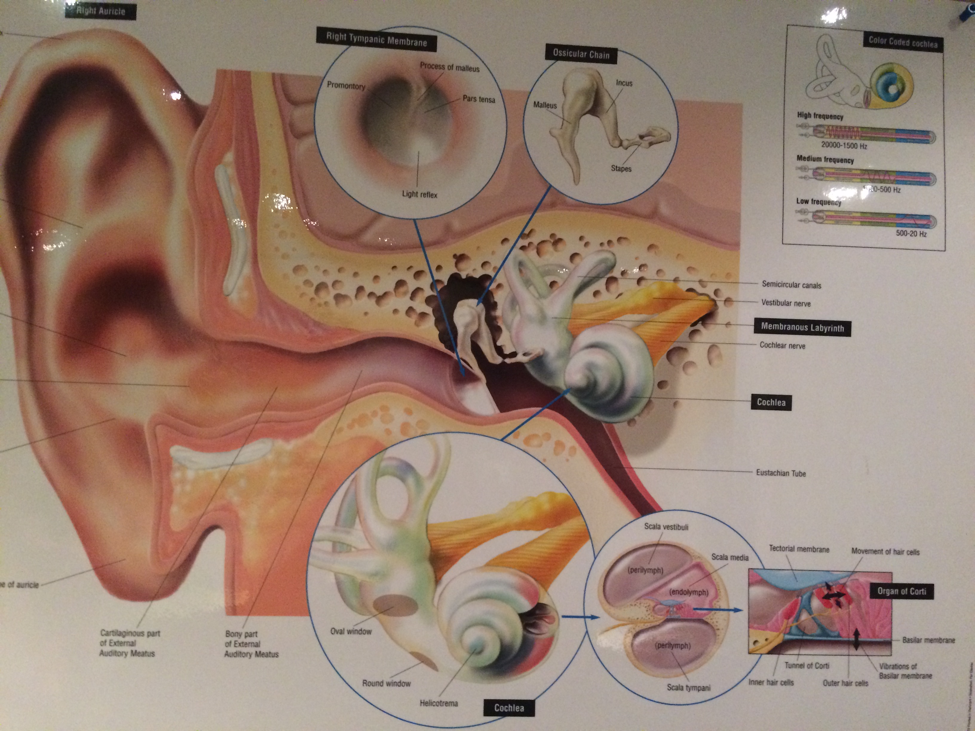 Poster of the structure of a human ear