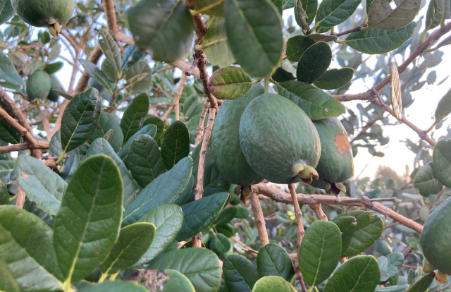 Rescued feijoas can help revive our childhood memories 