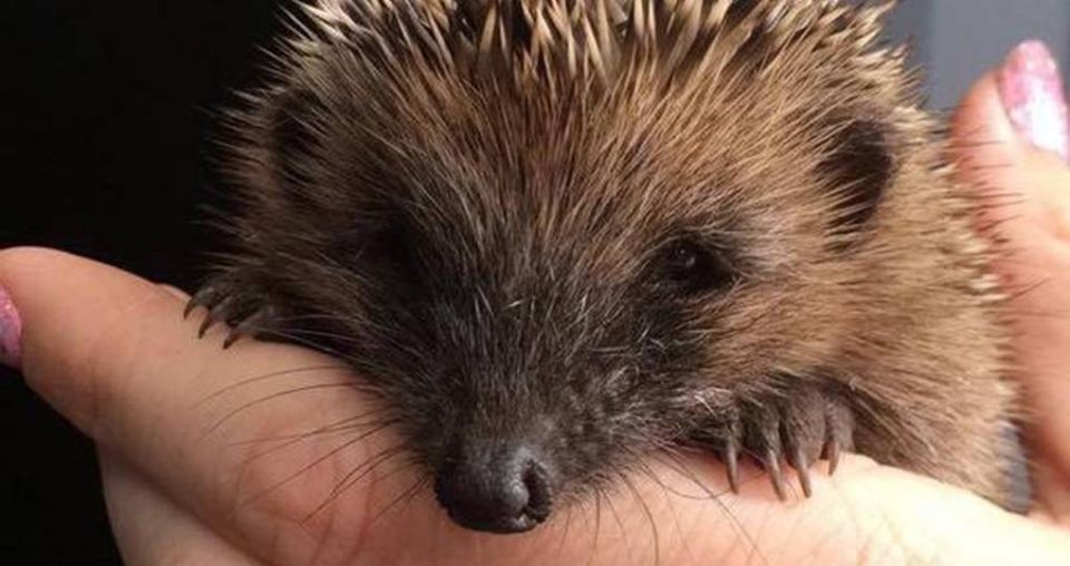 Kiwis warming to the hedgehog’s softer side