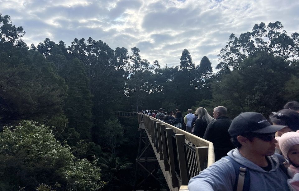 New treetop walkway causing ‘nightmare’ for locals  