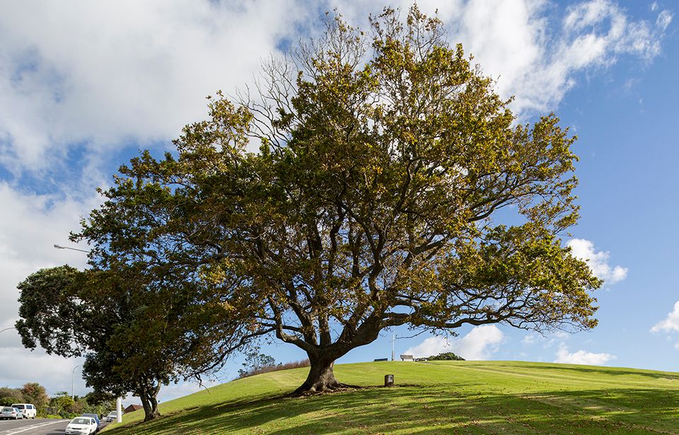 Our trees of remembrance