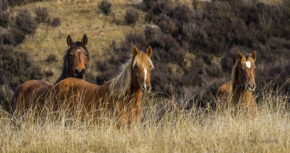 Time is running out for the Kaimanawa horses