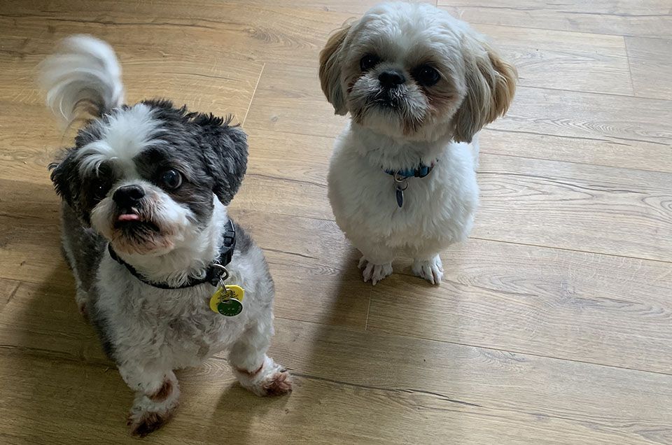 Pining pooches will be missing their owners at work