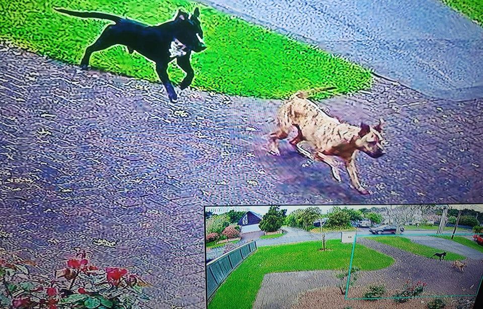 Auckland Council rejects resident’s help with roaming-dogs app