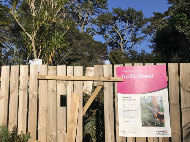 Western Springs forest future - new findings on pines