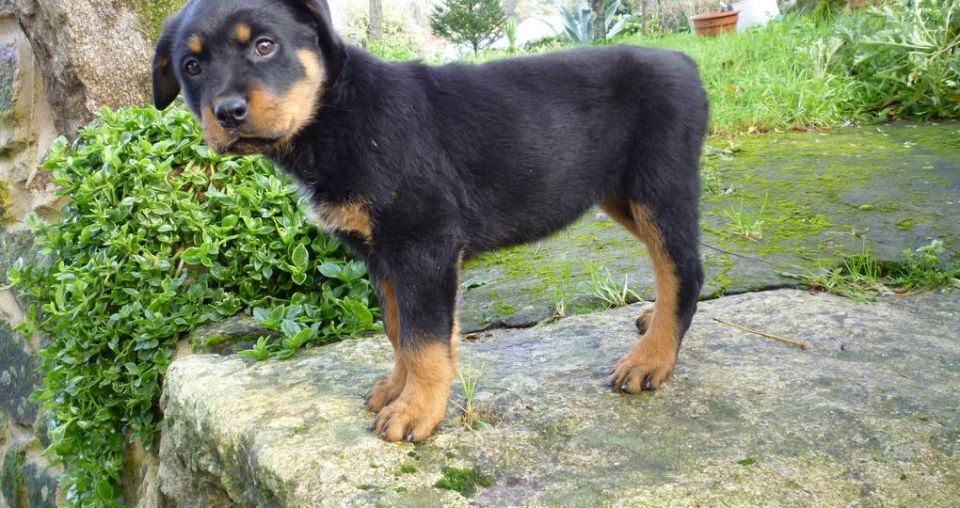 New Zealand’s tail docking laws remain on a tight leash