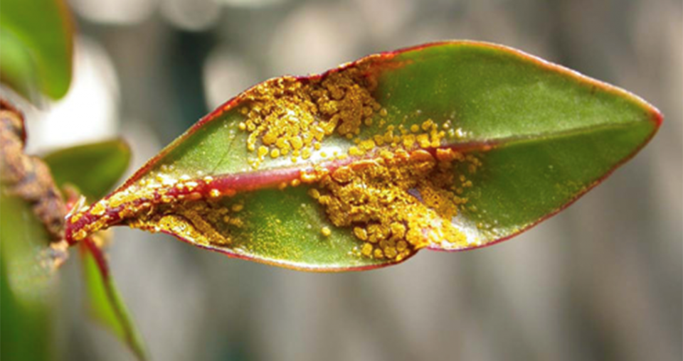 Team effort to fight threatening fungal plant disease