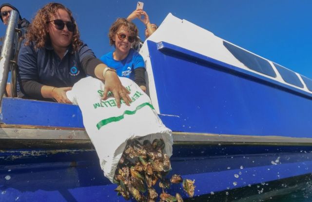 Kūtai restoration in the gulf persists despite some tough results 