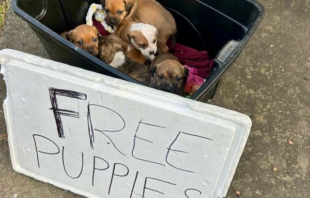 Auckland’s rescue organisations under pressure as dog surrender requests soar